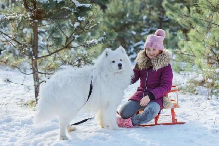 How To Protect Dogs From Cold Weather