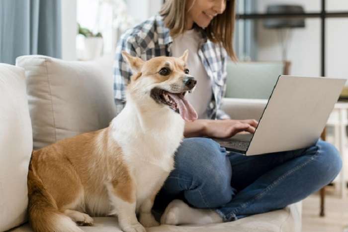 Petfirst Pet Insurance Reviews